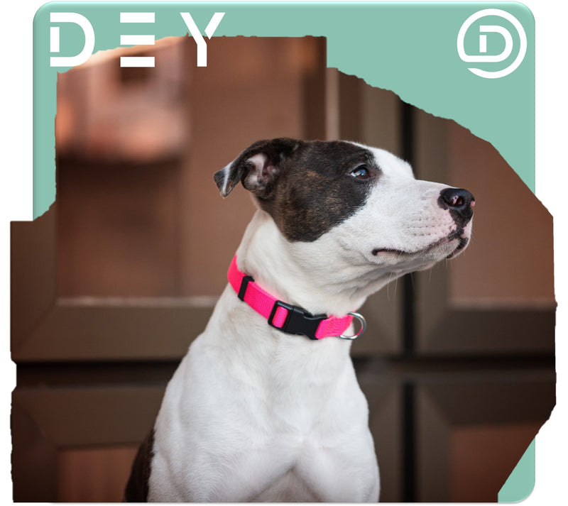DEY - Premium dog collar nylon, adjustable, for small and large dogs, many colors and sizes, collar dog cat puppy, dog collars, cat collar, puppy collar, red, S [S] - 1.5 x 27 -37cm - PawsPlanet Australia