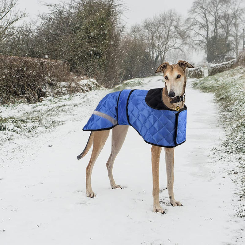 Greyhound Winter Coat, Dog Jacket Waterproof, Whippet Coat Dog Raincoat, Waterproof Dog Coats, Dog Jumper Jacket for Medium, Large Lurcher Salukis Greyhound Dog in the Rainy Season or Winter - Blue XS - PawsPlanet Australia
