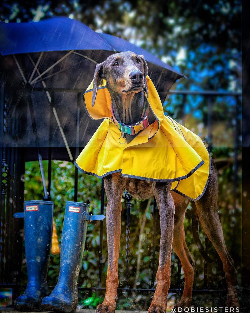 Fashion Pet Dog Raincoat for Large Dog XXL - PawsPlanet Australia