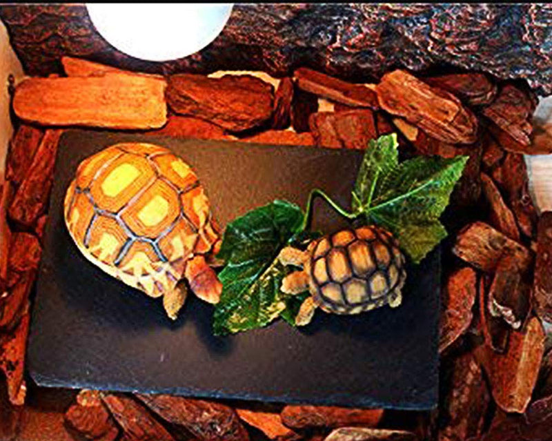 OMEM Turtle Reptile Rock Food Plate Grinding The Nail S - PawsPlanet Australia