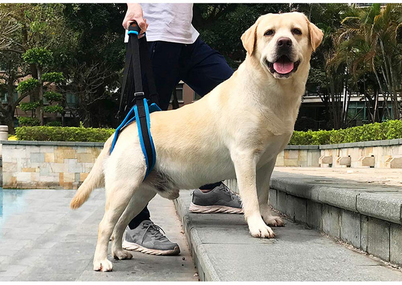 [Australia] - Kismaple Dog Walking Lifting Carry Rear Legs, Adjustable Support Harness Walking Aid Lifting Pulling for Hind Leg Disability Injured Young Old Dogs M 