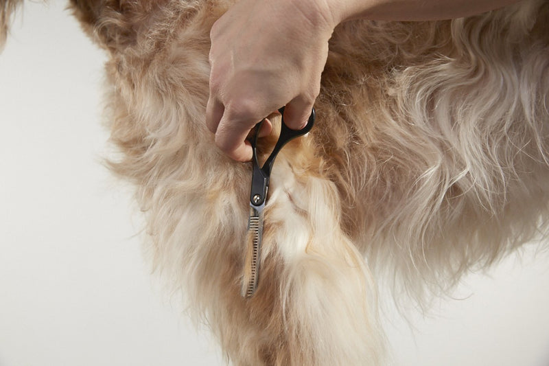 [Australia] - Andis Straight Shears, Professional Dog and Cat Grooming Right-Handed Thinning Shear 