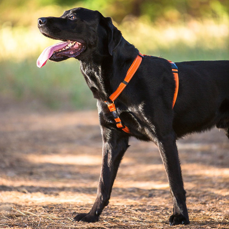 Reflective Adjustable Dog H Harness for Extra Large Dogs; matching collar and leash available, Red - PawsPlanet Australia