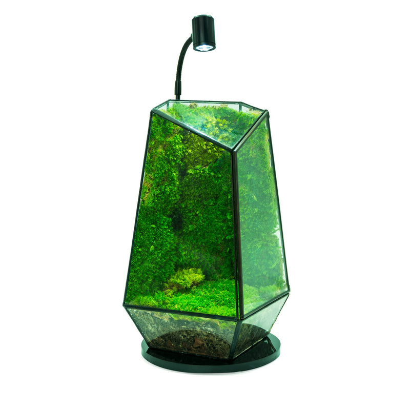 HIRO Aquatics Mini Terrarium Aquarium Black Spotlight for Potted Plants, Betta Fishes, Bottle Jars, Displays, Indoor Plant, Succulents, Air Plants - PawsPlanet Australia