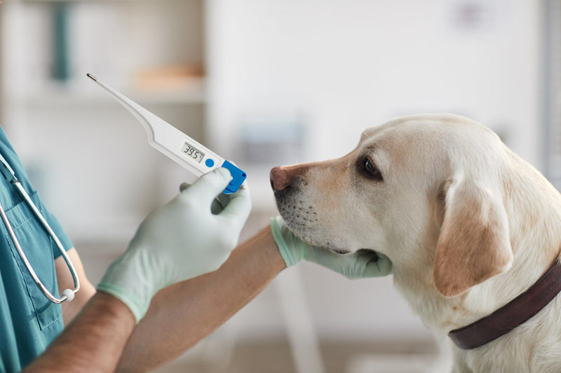 TFA Dostmann Digital Veterinary Thermometer VET, 15.2022, Suitable for Horses/Cattle/Dogs/Cats, Waterproof, Easy Cleaning, Animal Body Temperature, White - PawsPlanet Australia