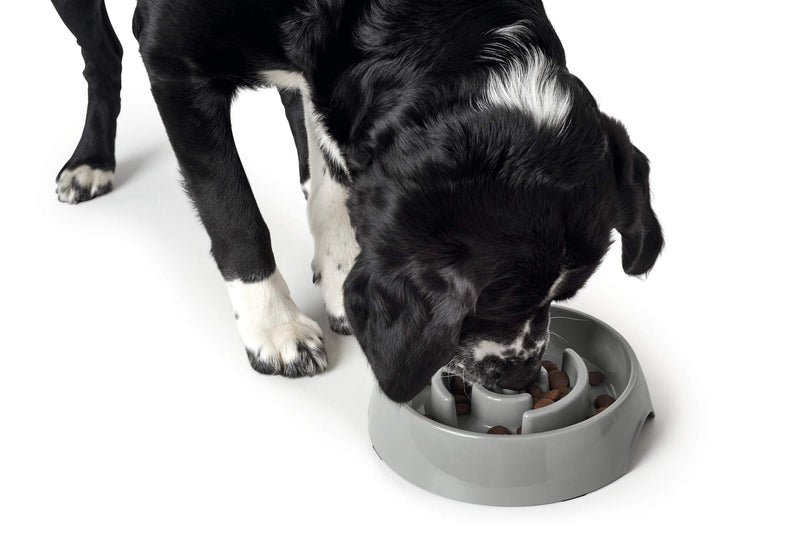 HUNTER Atlanta Anti Loop Bowl for Dogs and Cats - Control and Slow Feed Absorption - 900 ml - Grey gray - PawsPlanet Australia