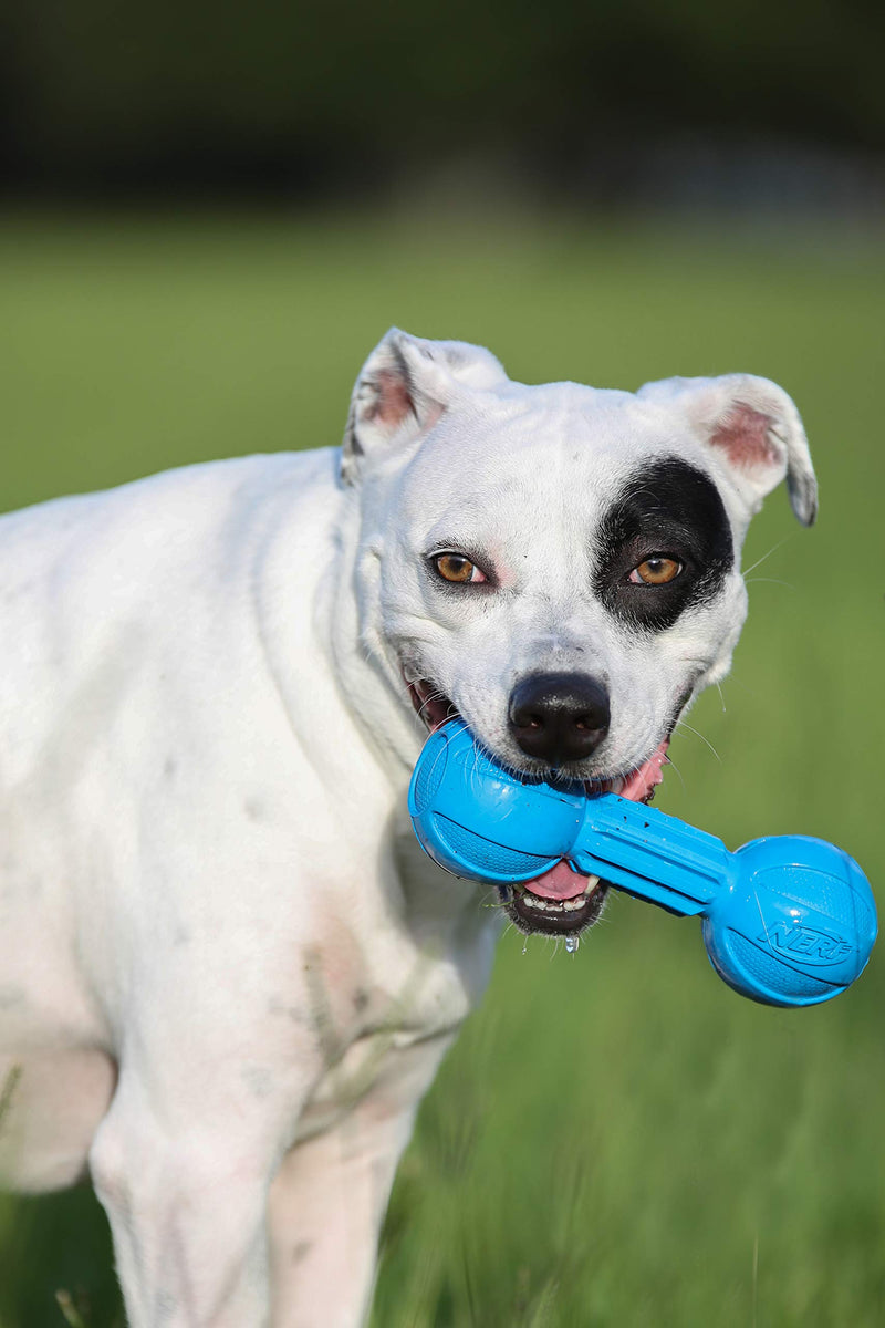 [Australia] - Nerf Dog Barbell Chew Toy 2-Pack Blue and Green 