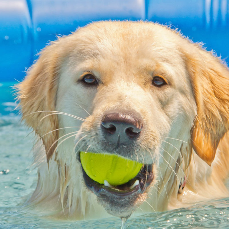 Hyper Pet Chewz Dog Toys for Large Dogs (Dog Ball, Dog Bone & Dog Stick Dog Chew Toys) [Lightweight, Resilient EVA Foam Dog Toy is Safe on Teeth, Easy to Clean, & Floats on Water for Interactive Play] - PawsPlanet Australia