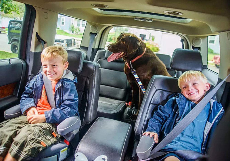 Dog belt for the car - seat belt dog - dog seat belt car - car belt dogs - dog seat belt with shock absorber - dog seat belt adjustable length - for small, medium, large dogs - PawsPlanet Australia