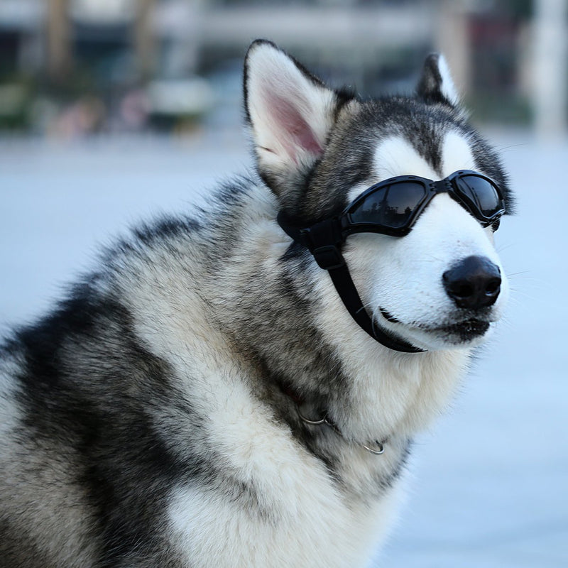 [Australia] - PETLESO Large Dog Goggles Eye Protection Pet Sunglasses for Medium Large Dog Black 