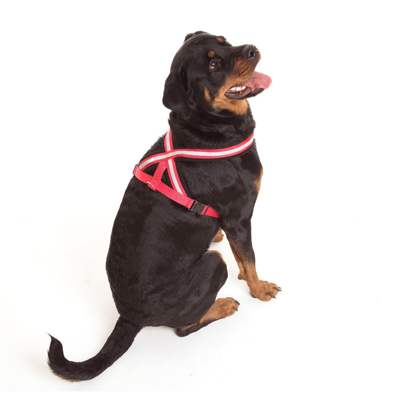 COA Comfy Harness, Toy - PawsPlanet Australia