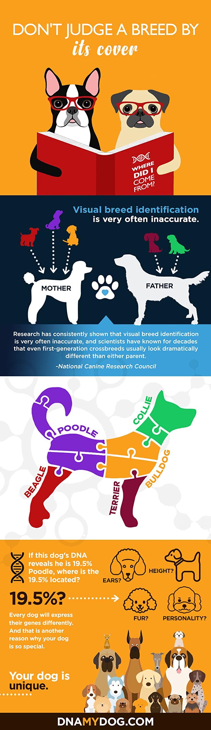 DNA My Dog Canine Breed Identification Test - PawsPlanet Australia