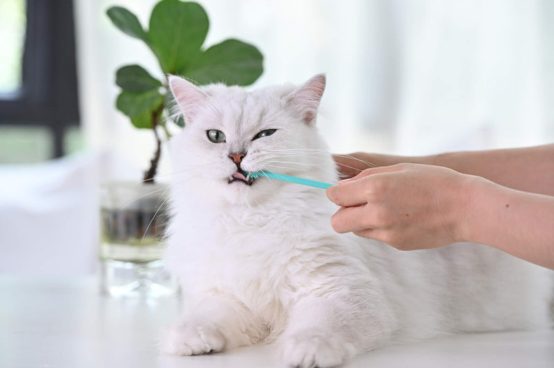 Heartsetpet Soft Cat Toothbrush 1 Pack Mint Green - PawsPlanet Australia