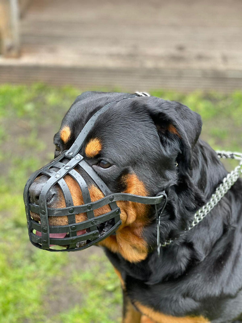 Light Genuine leather Dog Muzzle for Rottweiler ,Mastiff and other similar snout (Black Leather, M) Black Leather - PawsPlanet Australia