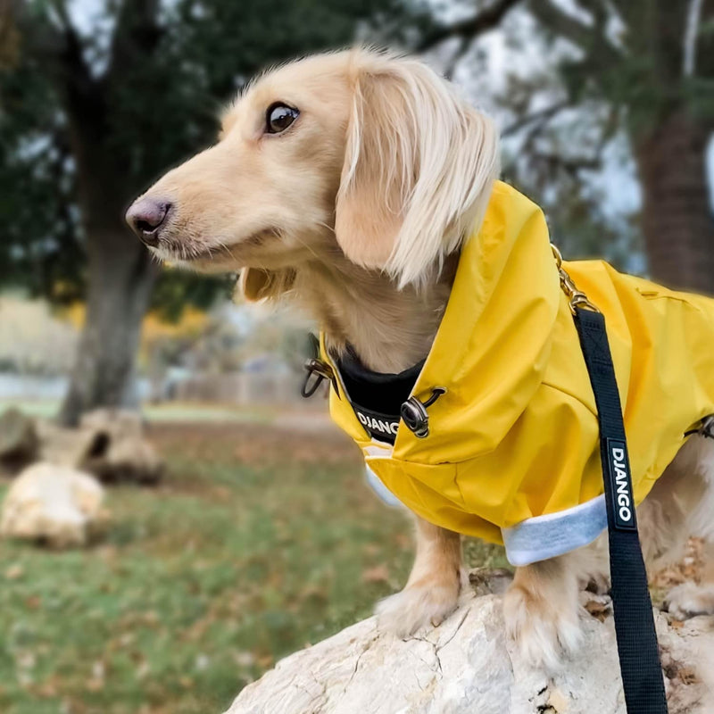 DJANGO Highland Dog Jacket and Raincoat - Water-Repellent, Windproof, and Harness-Friendly Winter Dog Coat and Stylish Dog Raincoat with Adjustable Drawstrings, Optional Hood, Premium Gunmetal Hardware, and Back Pocket X-Small Dandelion Yellow - PawsPlanet Australia