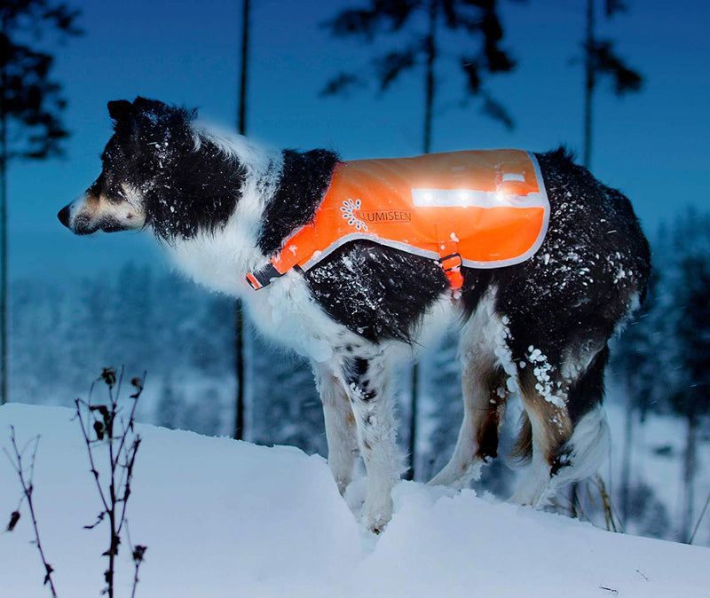 [Australia] - Illumiseen LED Dog Vest | Orange Safety Jacket with Reflective Strips & USB Rechargeable LED Lights | Increase Your Dog’s Visibility When Walking, Running, Training Outdoors | with Straps & Buckles Small 