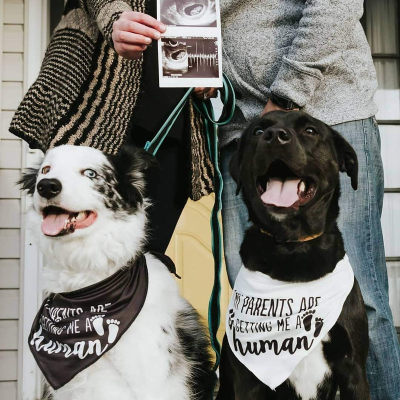 My Parents are Getting me a Human,2 Pack Gender Reveal Dog Bandana Small - PawsPlanet Australia