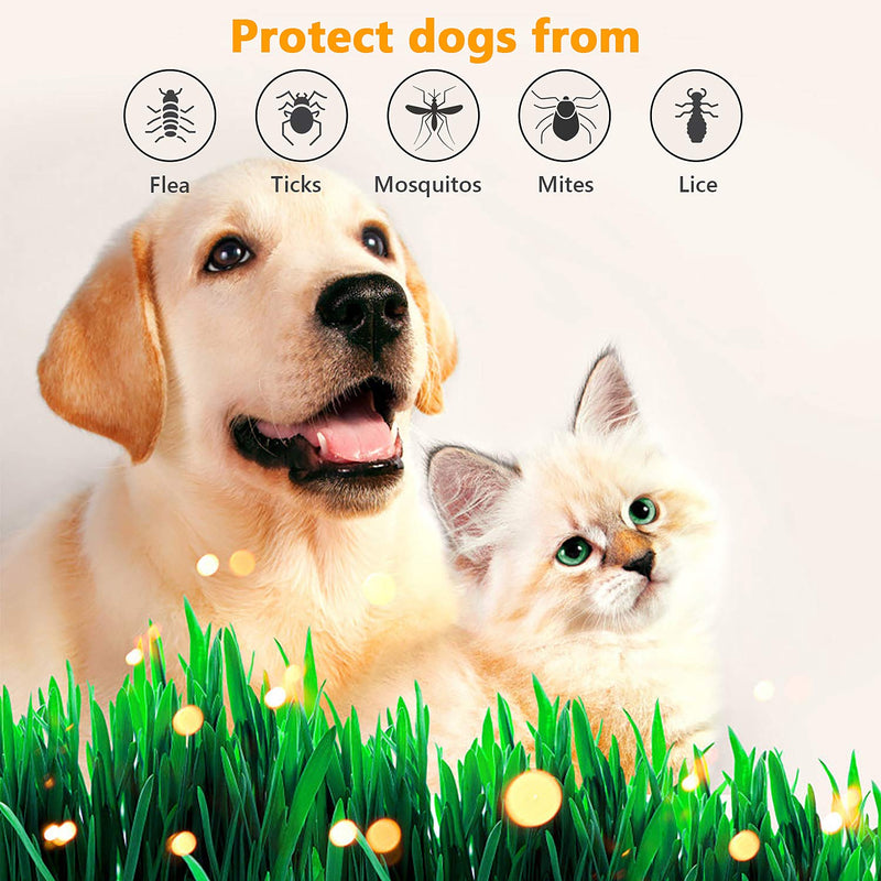 Joycoo Flea and Tick collar for dogs 8-Month Protection Flea and Tick Control for Dogs Flea and Tick Prevention for Dogs and Cats Natural Ingredients Waterproof - PawsPlanet Australia