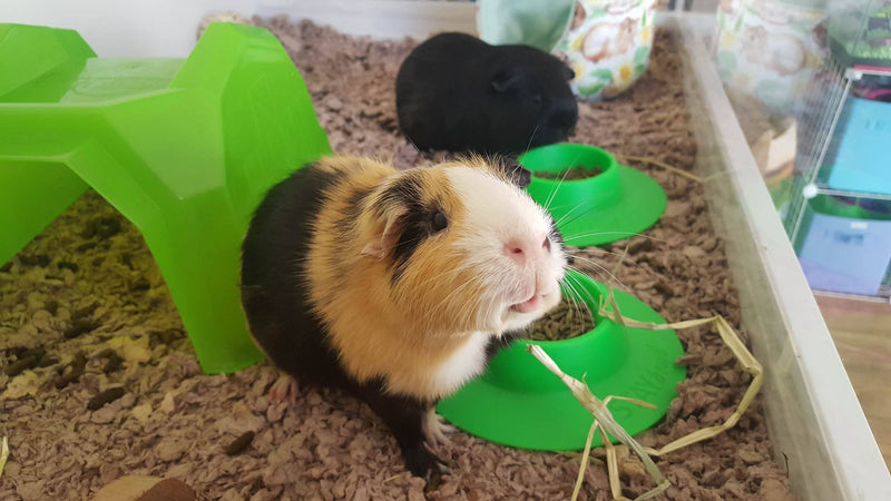 STAYbowl Tip-Proof Ergonomic Pet Bowl for Guinea Pig and Other Small Pets, 1/4-Cup Small Size, Spring Green - PawsPlanet Australia