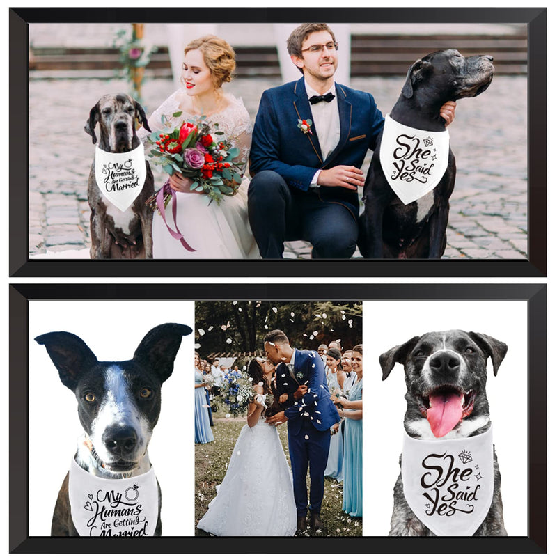 Engagement Gift, My Humans are Getting Married She Said Yes Dog Bandana, Wedding Photo Prop, Pet Scarf, Dog Engagement Announcement, Pet Accessories, Pack of 2 - PawsPlanet Australia