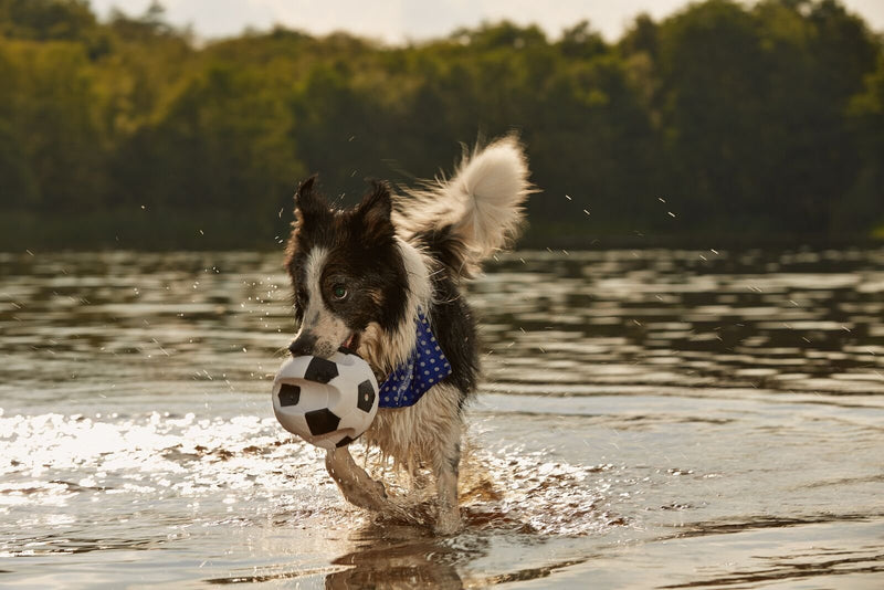 Gor Pets Vinyl Super Soccer Squeaky Ball Toy for Dogs - PawsPlanet Australia