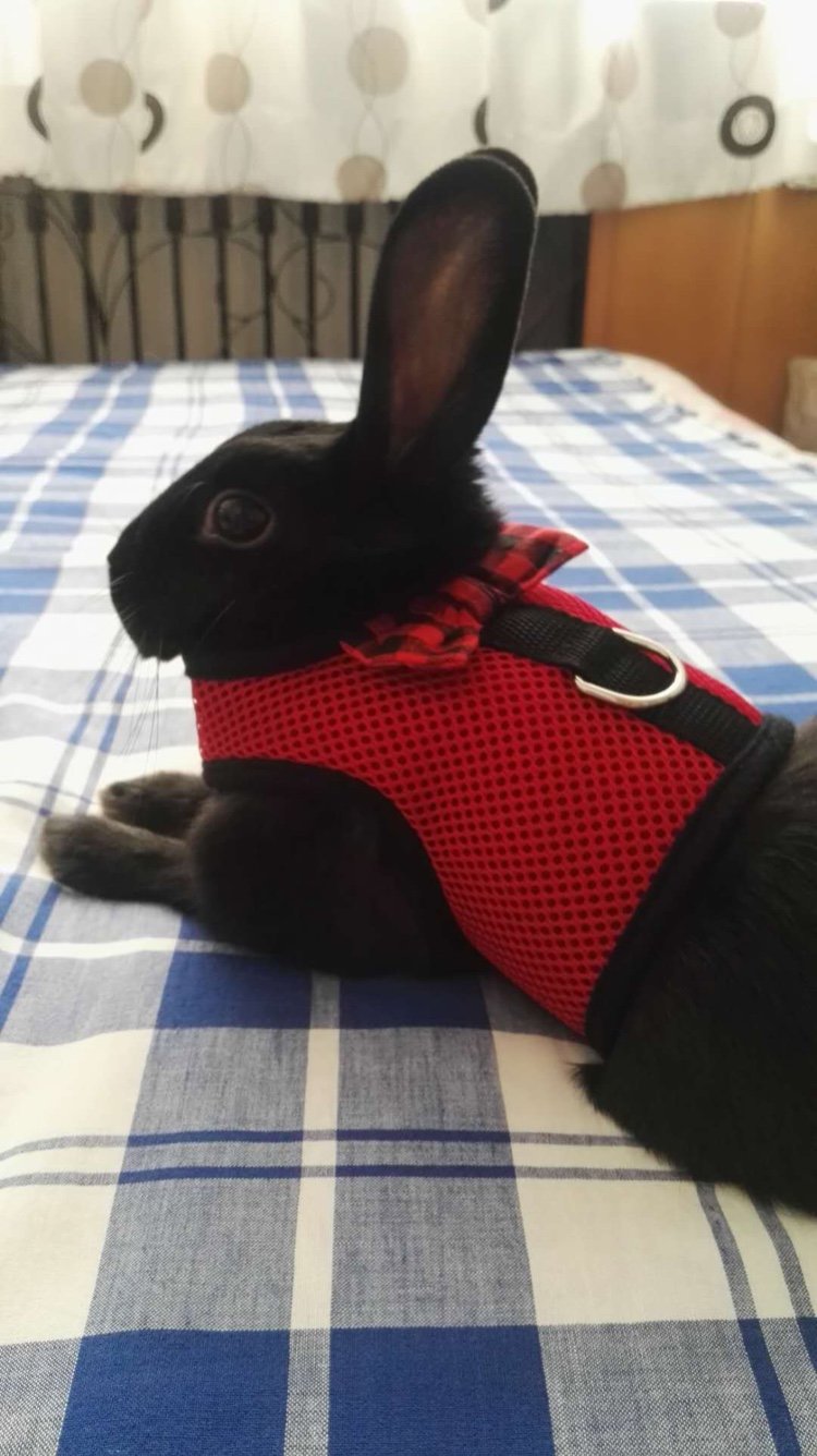 [Australia] - Bunny Kitten Harness No Pull Cat Leash Stylish Vest Harness for Small Animal Adjustable Soft Breathable Walking Harness Set RED Medium 