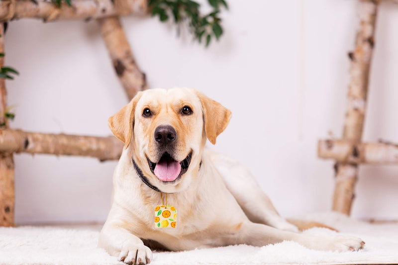 VWMYQ Dog Tag Silencer Dog tag Protective Sleeve,Orange Lemon Leaves Pattern … Dog Tag Orange - PawsPlanet Australia