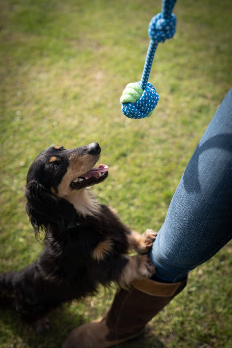 Doggy's Dozen – 13 Pack Set of Dog Toys and Ropes. Toys for Independent & Interactive Play. Ropes for Teething & Cleaning. A Bespoke set of Toys & Ropes. - PawsPlanet Australia