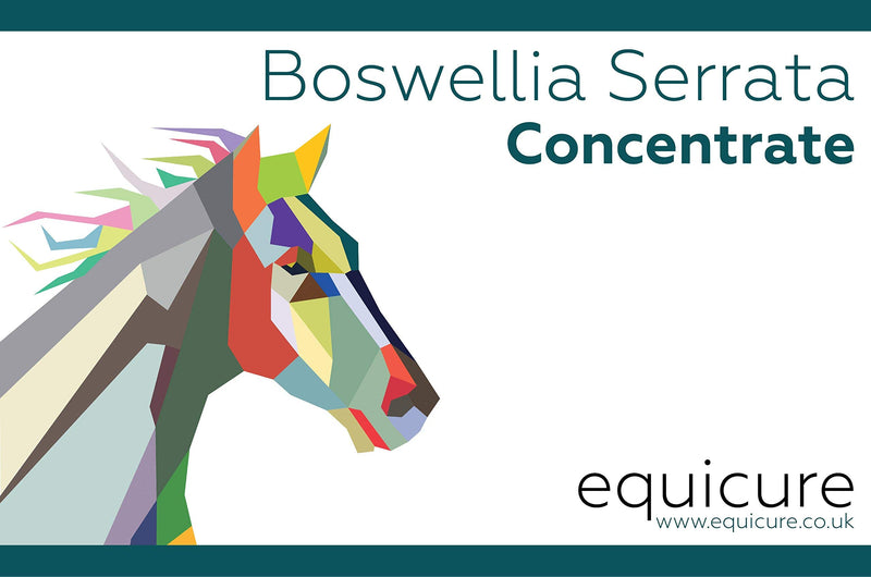 Equicure Pure Boswellia Serrata 30x Concentrate - Natural Anti-Inflammatory and Pain Relief For Horse/Pony (150g) 150 g (Pack of 1) - PawsPlanet Australia