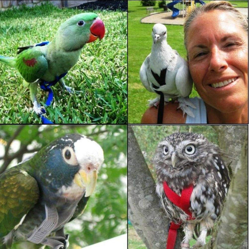 Yestter Elegant Adjustable Anti-Bite Harness and Lead for Pet Birds, Parrots, African Grey, Cockatoos, Yellow Ring Neck, Budgie, Cockatiel XS - PawsPlanet Australia