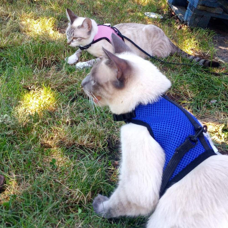 Pettom Bunny Rabbit Harness with Stretchy Leash Cute Adjustable Buckle Breathable Mesh Vest for Kitten Small Pets Walking S(Chest:10.8-12.9 in) Blue - PawsPlanet Australia