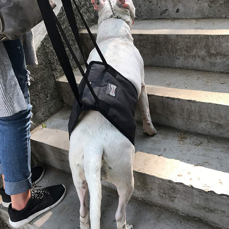 [Australia] - PENIVO 4 Sizes Dog Lift Support Harness Walking Vest Canine Aid Assist Sling Climb Stairs Rehabilitation for Canine Assist Elderly Sick Injured Support Sling Helps Dogs Legs XL Grey 