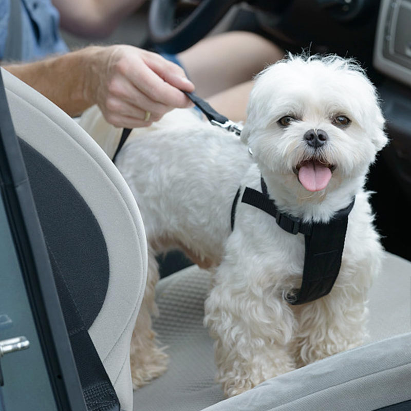 1 piece seat belt for dog car, dog belt for the car, dog seat belt for the car, dog harness car, car belt for dogs, dog belt for car back seat, dog belt for car back seat, for dogs, cats, nylon material - PawsPlanet Australia