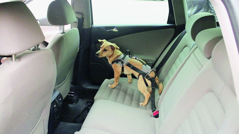 Kerbl 81336 Travel Protect car safety harness, XS, gray - PawsPlanet Australia