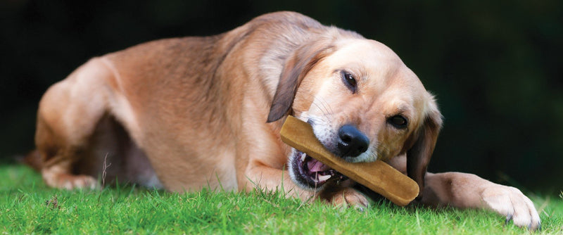 Yakers Natural Dog Treats Crunchy Bars Dry Yak Milk, 5 x 70 g Crunchy Bar - PawsPlanet Australia