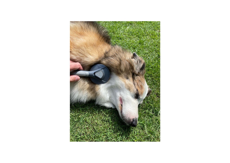 Cat brush, dog brush, pet brush for cats and dogs with short, medium and long hair, self-cleaning at the touch of a button, washable, cat comb, very robust (green) green - PawsPlanet Australia