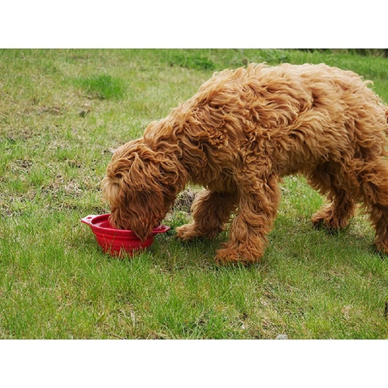 Rosewood Pet Stuff Collapsible Travel Bowl (Colour May Vary) - PawsPlanet Australia