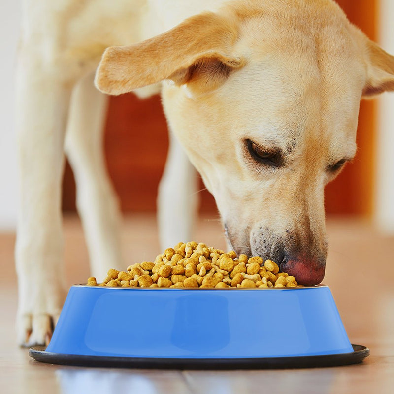 [Australia] - Weebo Pets Blue Stainless Steel No-Tip Food Bowls - Choose Your Size, 4-Ounce to 72-Ounce 8oz. Terrier 