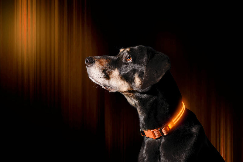 ILLUMISEEN LED Dog Collar USB Rechargeable – Bright & High Visibility Lighted Glow Collar for Pet Night Walking – Weatherproof, in 6 Colors & 6 Sizes Bright Orange XX-Small (XXS) - PawsPlanet Australia