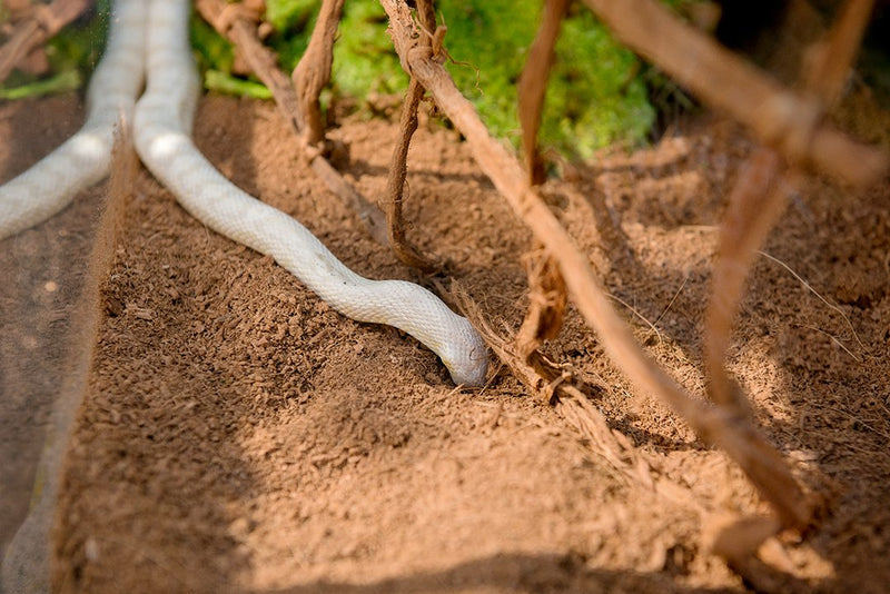 Galapagos (05010 Tropicoco Coconut Soil Bedding, 8-Quart, Natural - PawsPlanet Australia