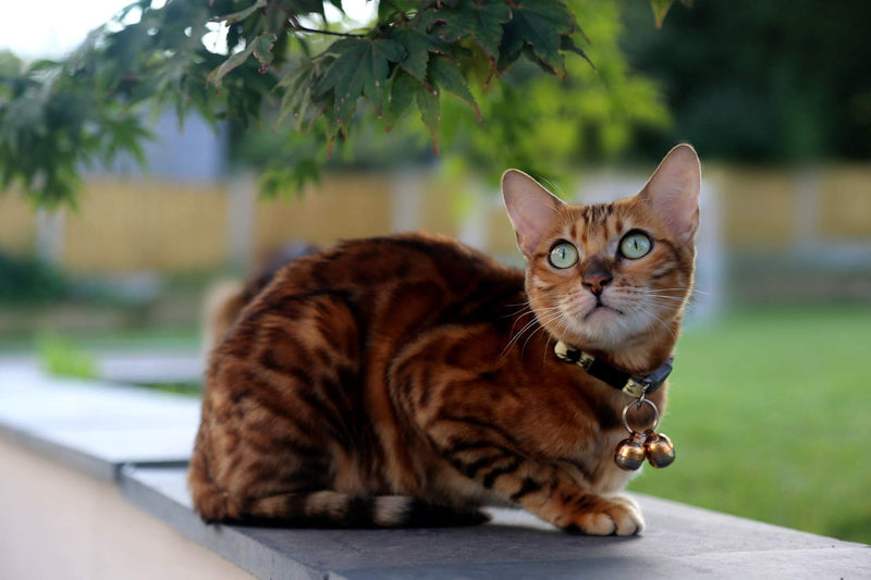 Beau's Bells 2 Extra Loud Cat & Dog Bells | Pet Tracker | Save Birds & Wildlife | Luxury Handmade Copper Small - PawsPlanet Australia
