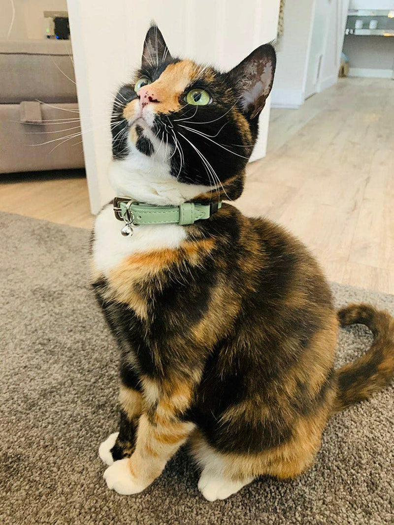 Animal Outfitters UK Purrfect Pastel Collection Faux Leather | Breakaway | Adjustable | Cat Collar | Kitten Collar (Mint Silver Bell) Cat collar with bell | Quick Release | Green Mint - PawsPlanet Australia