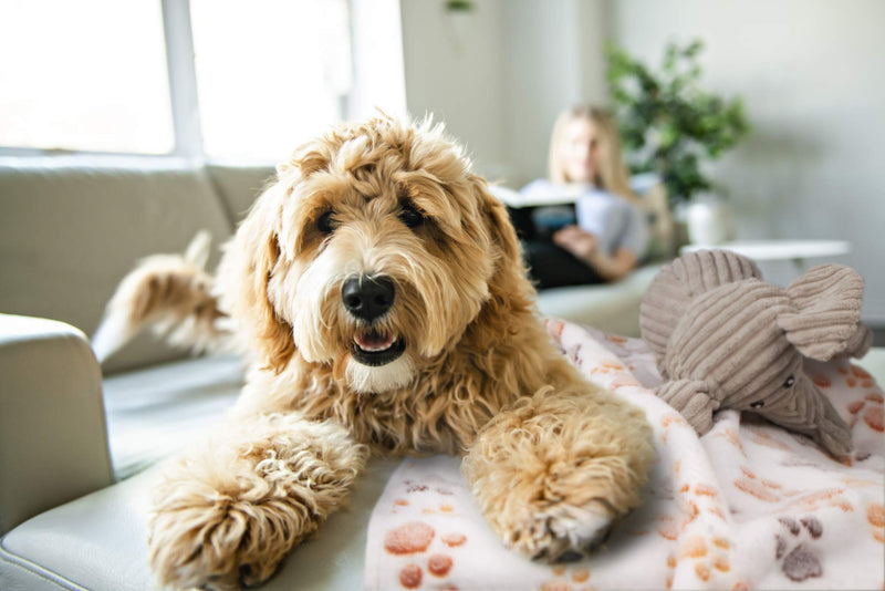 2 Pack Large Puppy, Pet, Dog Blanket Set with Plush Elephant Squeaky Chew Toy. Ideal Puppy Starter Kit, Cozy Paw Print Pet Blanket, for Small/Medium Dogs, as a Throw for your Couch/ Sofa or Puppy Bed. - PawsPlanet Australia