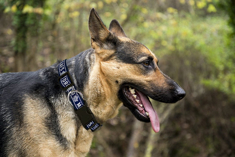 [Australia] - Pets First NHL Toronto Maple Leafs Collar for Dogs & Cats, Large. - Adjustable, Cute & Stylish! The Ultimate Hockey Fan Collar! 