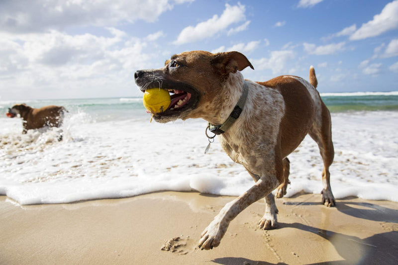 Waboba Fetch Water Ball for Dogs (Two Pack) - PawsPlanet Australia