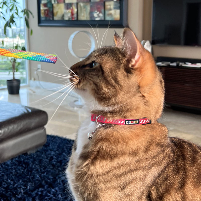 Pawtitas Reflective Cat Collar for Road Traffic with Safety Buckle and Removable Bell Cat Collar Kitten Collar Pink Cat Collar Reflective Traffic 🚦Pink - PawsPlanet Australia