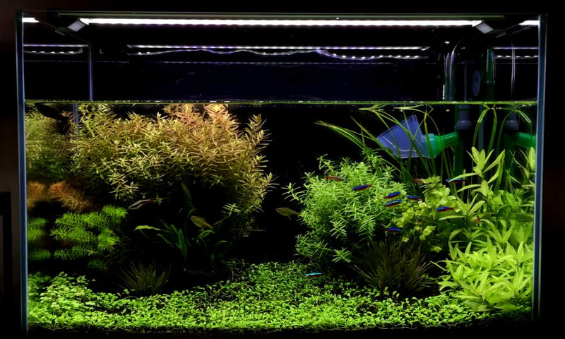 [Australia] - Finnex Stingray 2 Aquarium LED Light 30" 