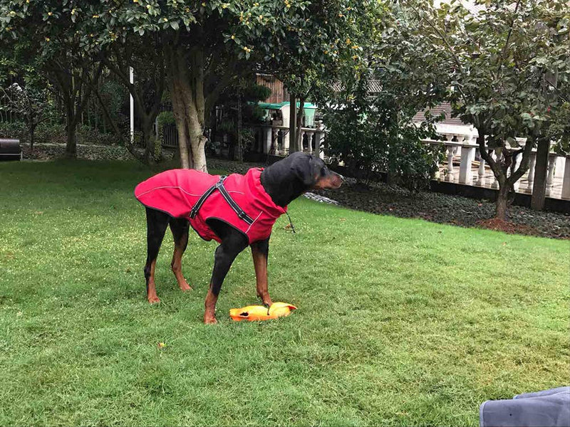 Dog Jacket with Harness, Windproof Dog Vest with Reflective Strips for Medium Large Dogs, Warm and Cozy Dog Sport Vest, Dog Winter Coat, Warm Dog Apparel with High Neckline Collar - Red - XSmall XS - PawsPlanet Australia