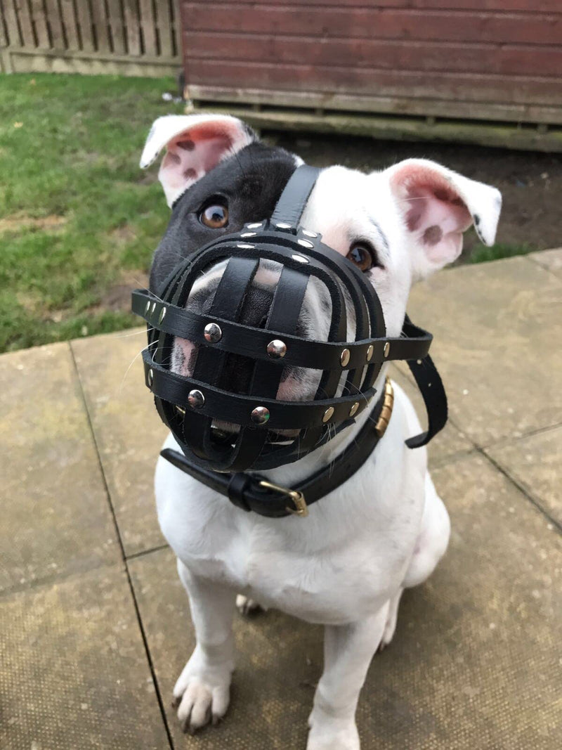 Light Genuine leather Dog Muzzle for Staffordshire Bull Terrier Staffy, Staffie and others (Black Leather, AS0) Black Leather - PawsPlanet Australia