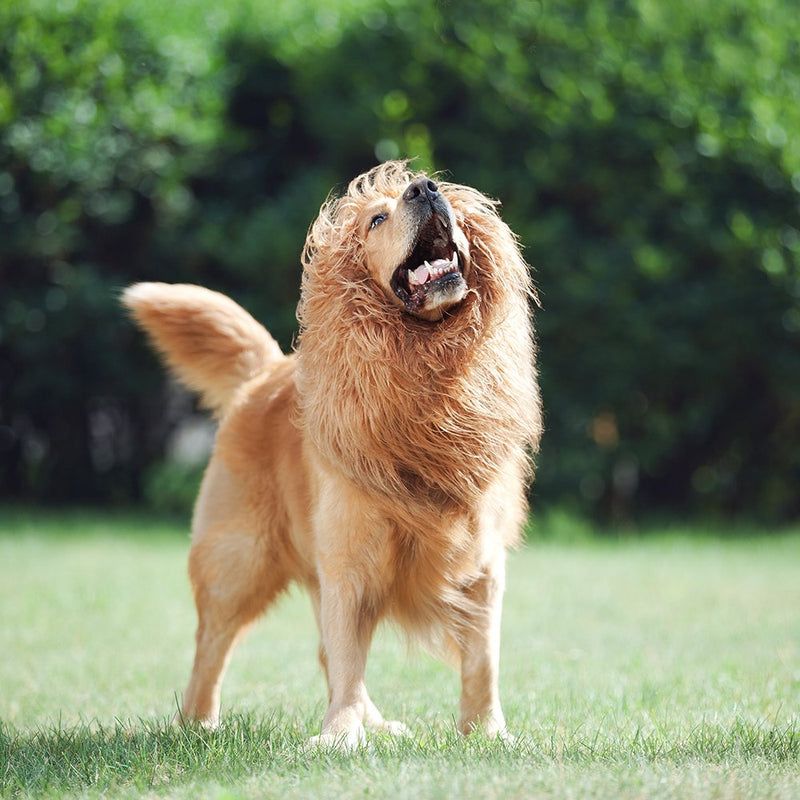 [Australia] - JUBOZAMO Dog Lion Mane - Realistic & Funny Lion Mane for Dogs - Complementary Lion Mane for Dog Costumes Brown 